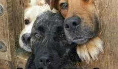 娱乐圈狗子爆料事件,揭秘明星背后的真实故事